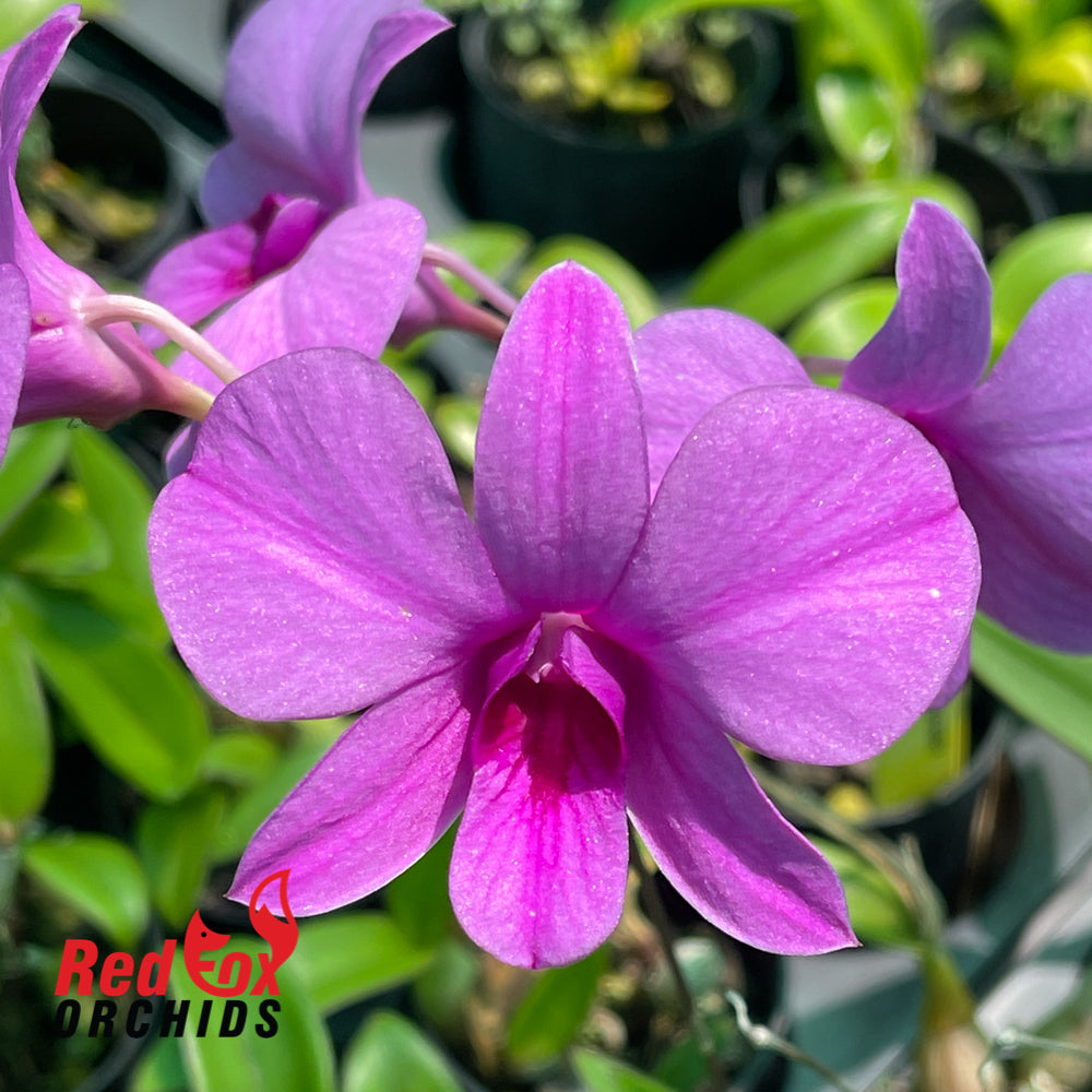 Dendrobium bigibbum var. compactum