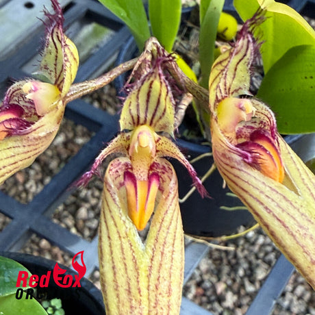 Bulbophyllum Wilmar Sunrise