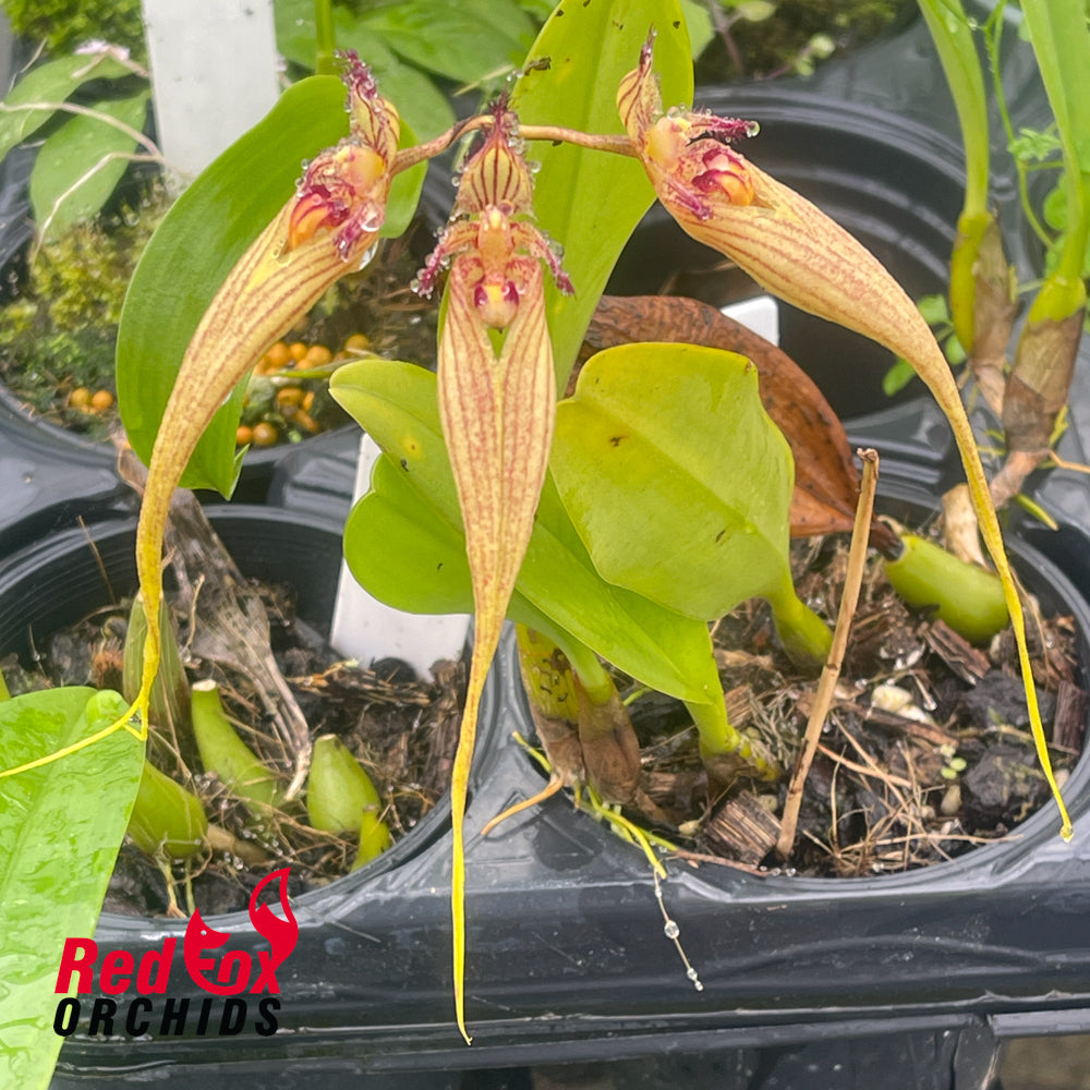 Bulbophyllum Wilmar Sunrise