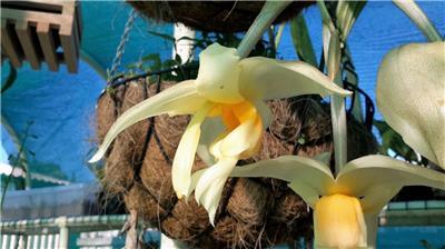 Stanhopea Thelander
