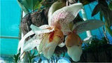 Stanhopea Thelander