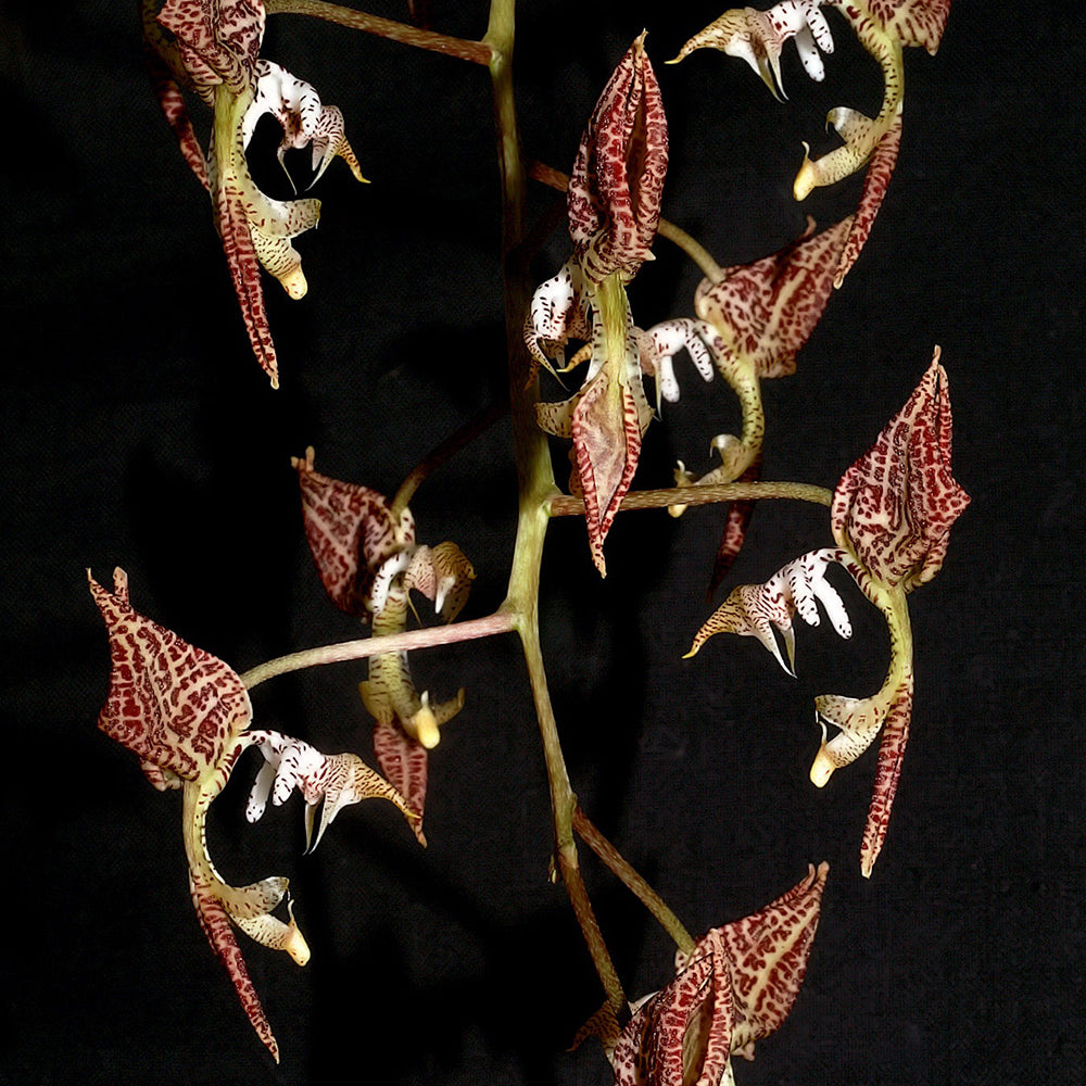 Gongora grossa