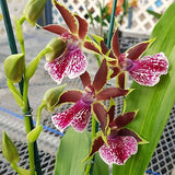 Galeopetalum Arlene Armour ‘Conching’
