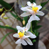 Oncidium Tsiku Marguerite 'HOF'