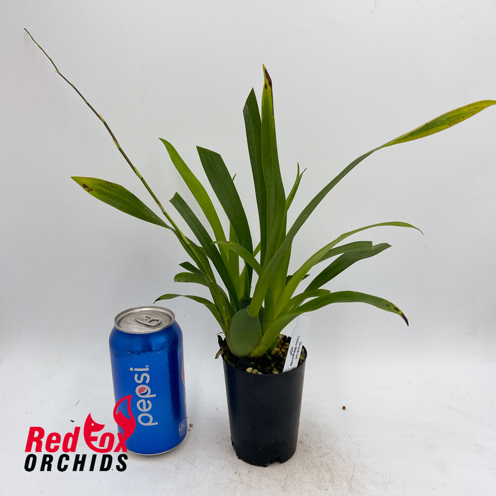 Oncidium Tsiku Marguerite 'HOF'