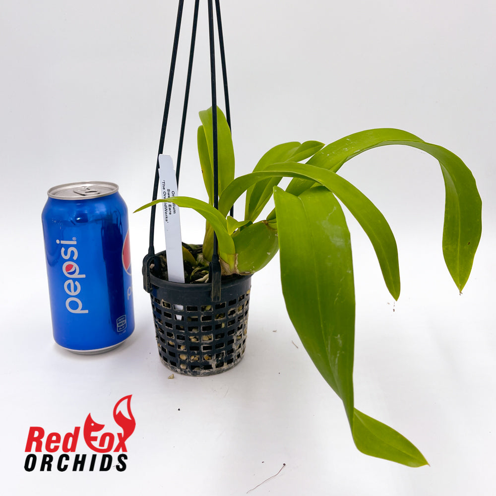 Oncidium Sweet Ears 'The OrchidWorks'
