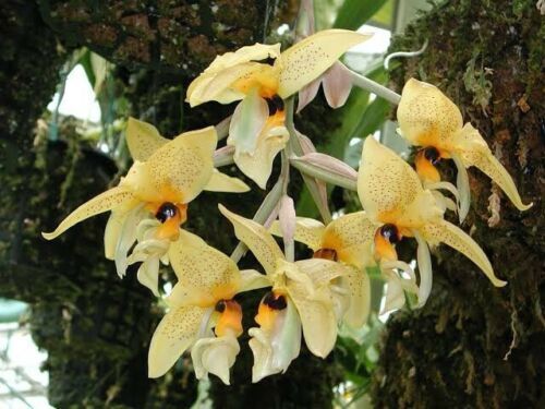 Stanhopea greerii x assidesis