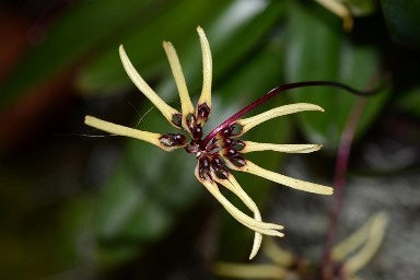 Bulbophyllum brienianum