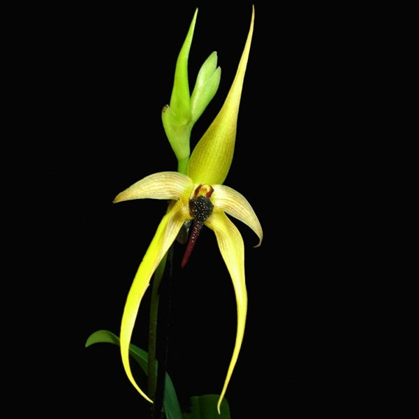 Bulbophyllum Wilbur Chang