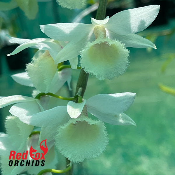 Dendrobium Bohemian Rhapsody  'White'