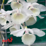 Dendrobium Bohemian Rhapsody  'White'