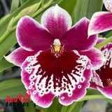 Miltoniopsis Morris Chestnut 'HOF #6'