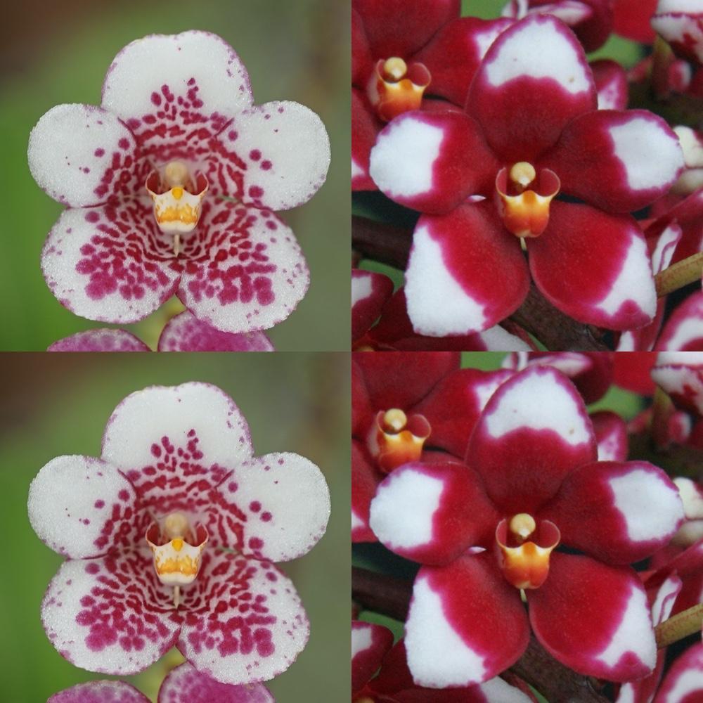Sarcochilus Sweetheart 'Speckles' x Kulnura Spice 'Halo' AM-AD/AOC