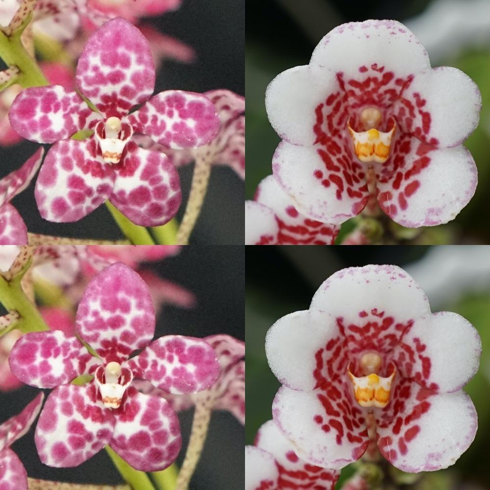 Sarcochilus Kulnura Press 'Spot Tip' x Kulnura Rusty 'Spec 2'