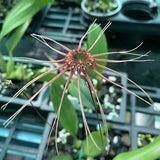 Bulbophyllum makoyana x gracillimum