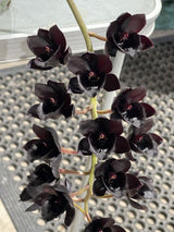 Fredclarkeara After Dark 'SVO Black Pearl' FCC/AOS