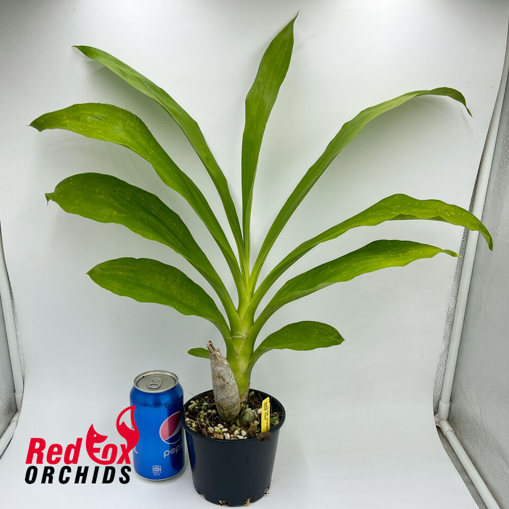 Fredclarkeara After Dark 'SVO Black Pearl' FCC/AOS