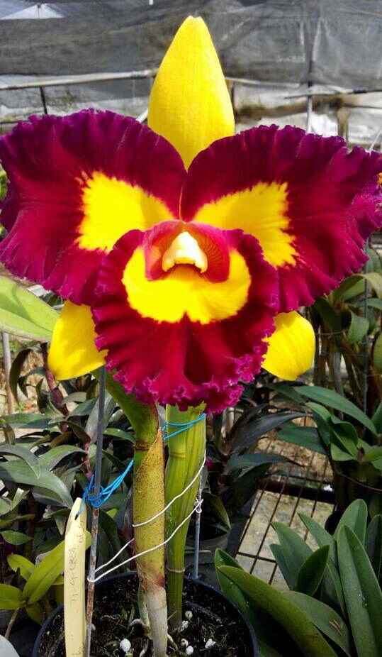 Rhyncholaeliocattleya Chunfong Queen