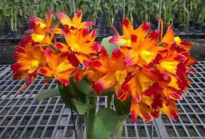 Cattleya Golden Tiger