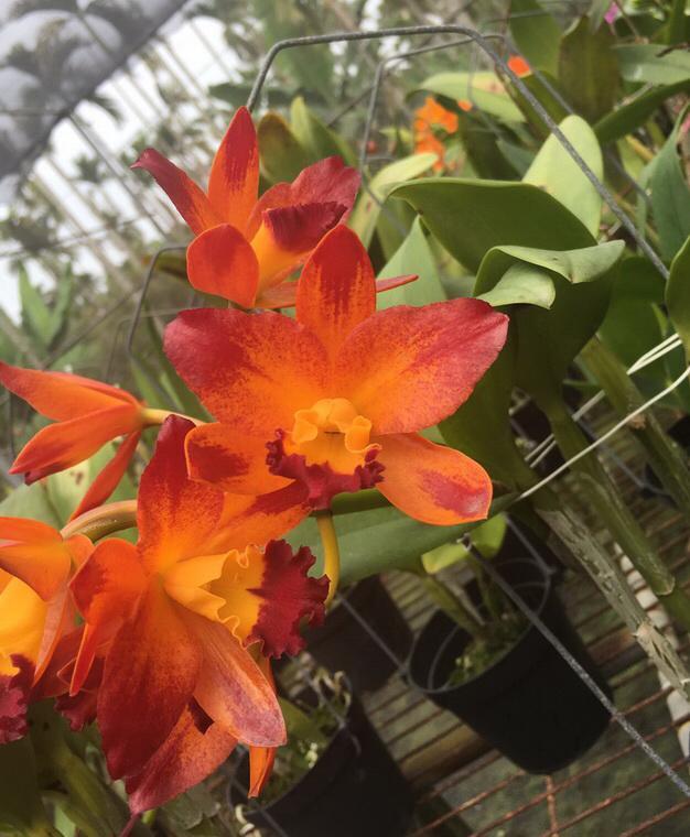 Cattleya Golden Tiger