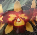 Laeliocattleya Alpha Case x Mini Song