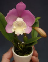 Cattlianthe Angel Land 'Ct-Mesha'
