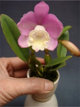 Cattlianthe Angel Land 'Ct-Mesha'
