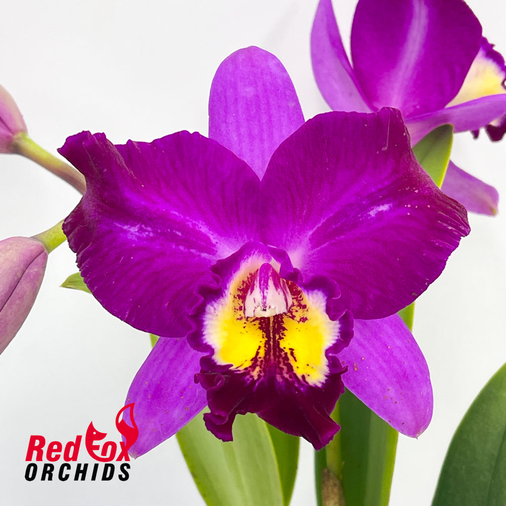 Rhyncatlaelia Ching Sun Smile '#3'