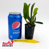Rhyncatlaelia Ching Sun Smile '#3'