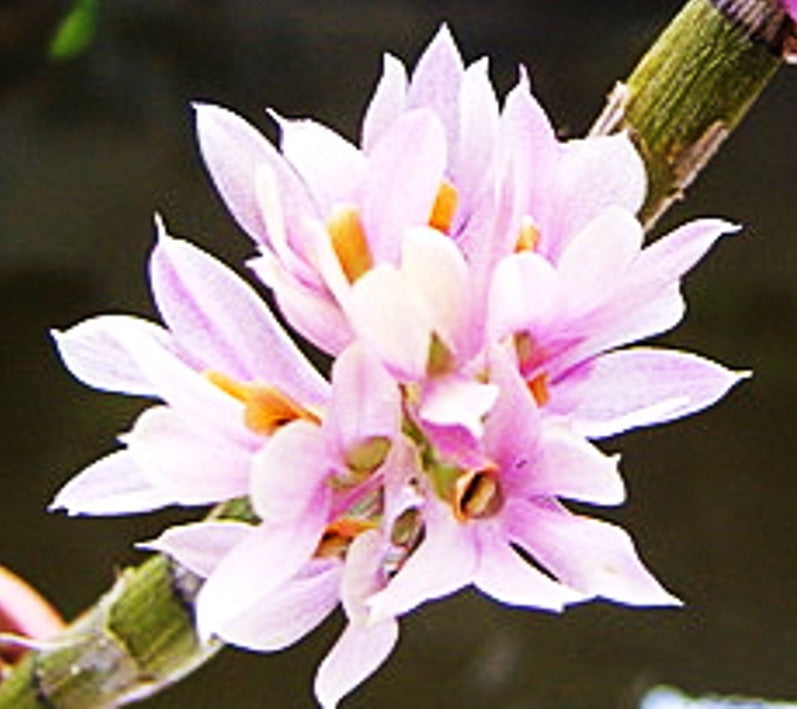 Dendrobium bracteosum 'Pink'