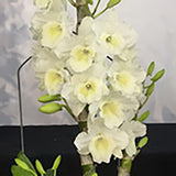 Dendrobium KT Spring Show