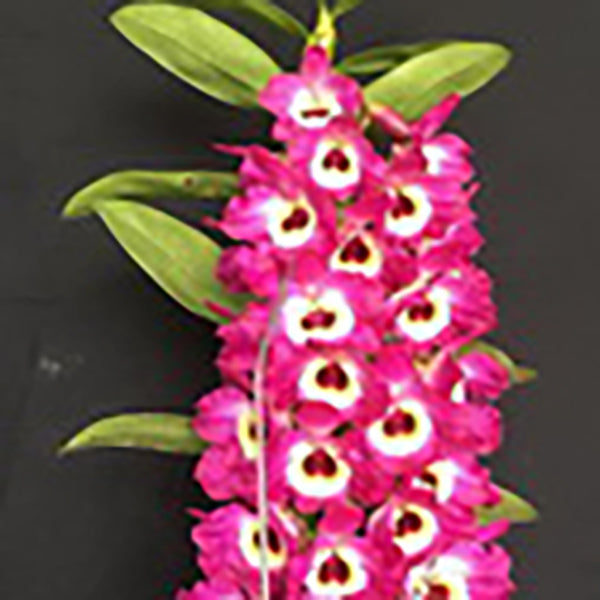 Dendrobium Orchid - Dendrobium KT Red Army