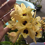 Dendrobium KT Canary