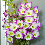 Dendrobium KT Jade