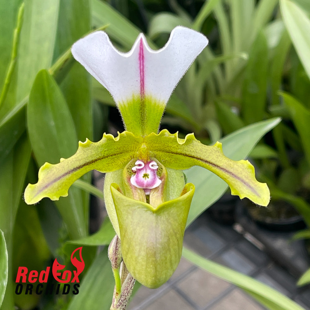 Paphiopedilum spicerianum 'Leaf Small'