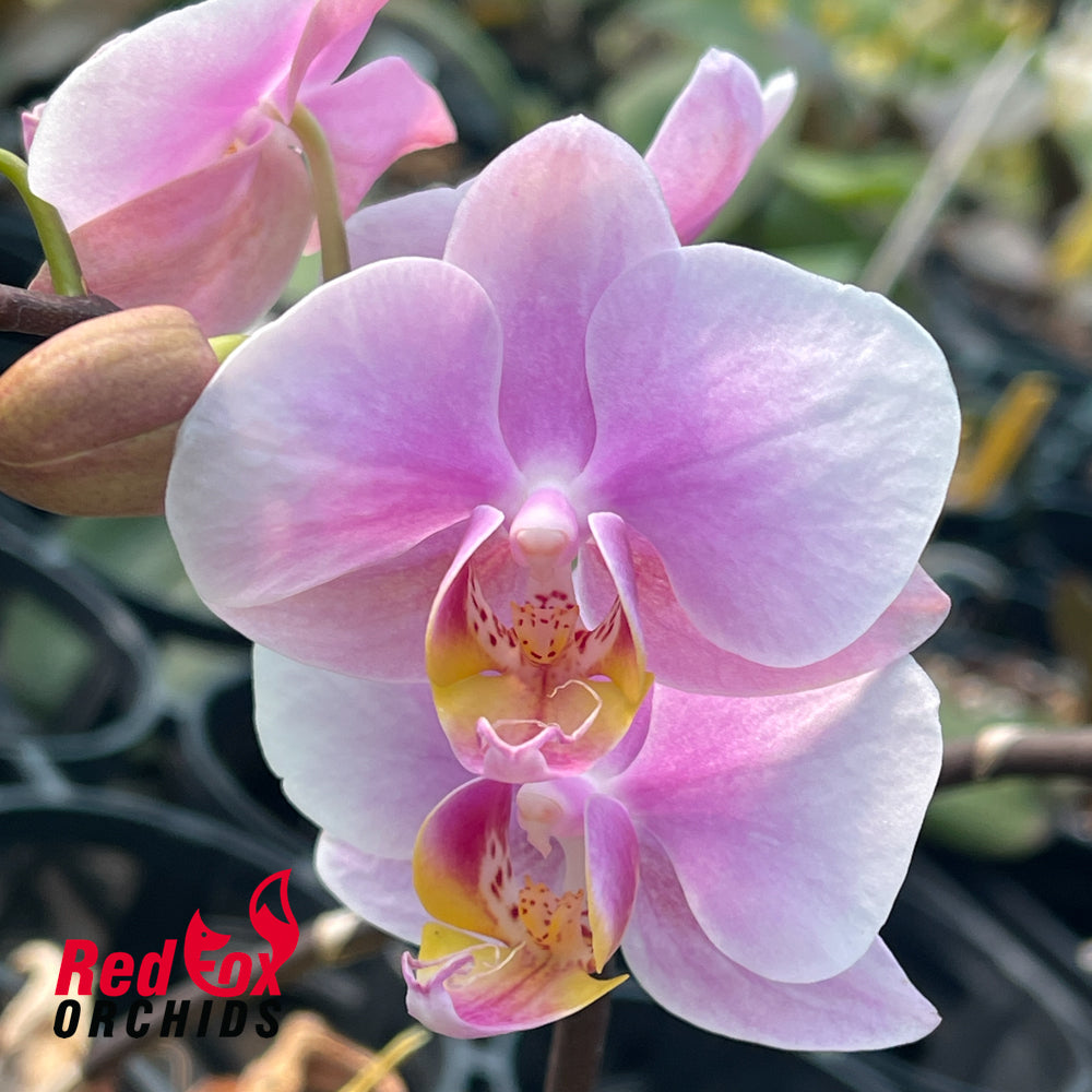 Phalaenopsis Kirei Sakura