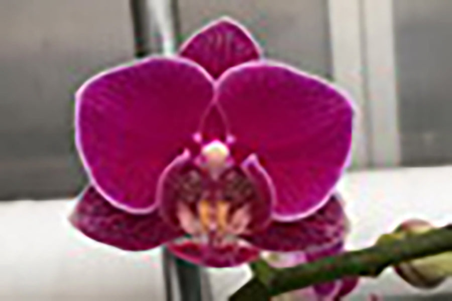 Phalaenopsis Kirei Diamond