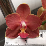 Phalaenopsis Kirei Tangerine