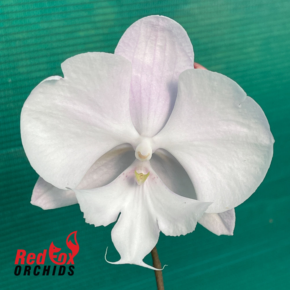 Phalaenopsis Kirei Pink Bigfoot