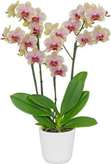 Phalaenopsis Fancy Freckles