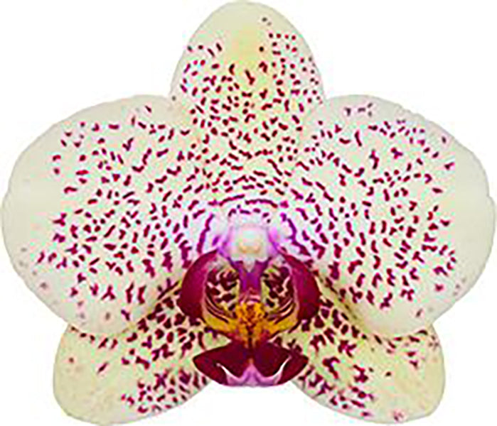 Phalaenopsis Fancy Freckles