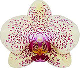 Phalaenopsis Fancy Freckles
