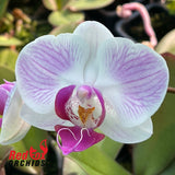 Phalaenopsis Japanese Girl
