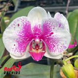 Phalaenopsis God of Prosperity