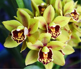 Cymbidium Eastern Wind 'Red Lip Emerald'