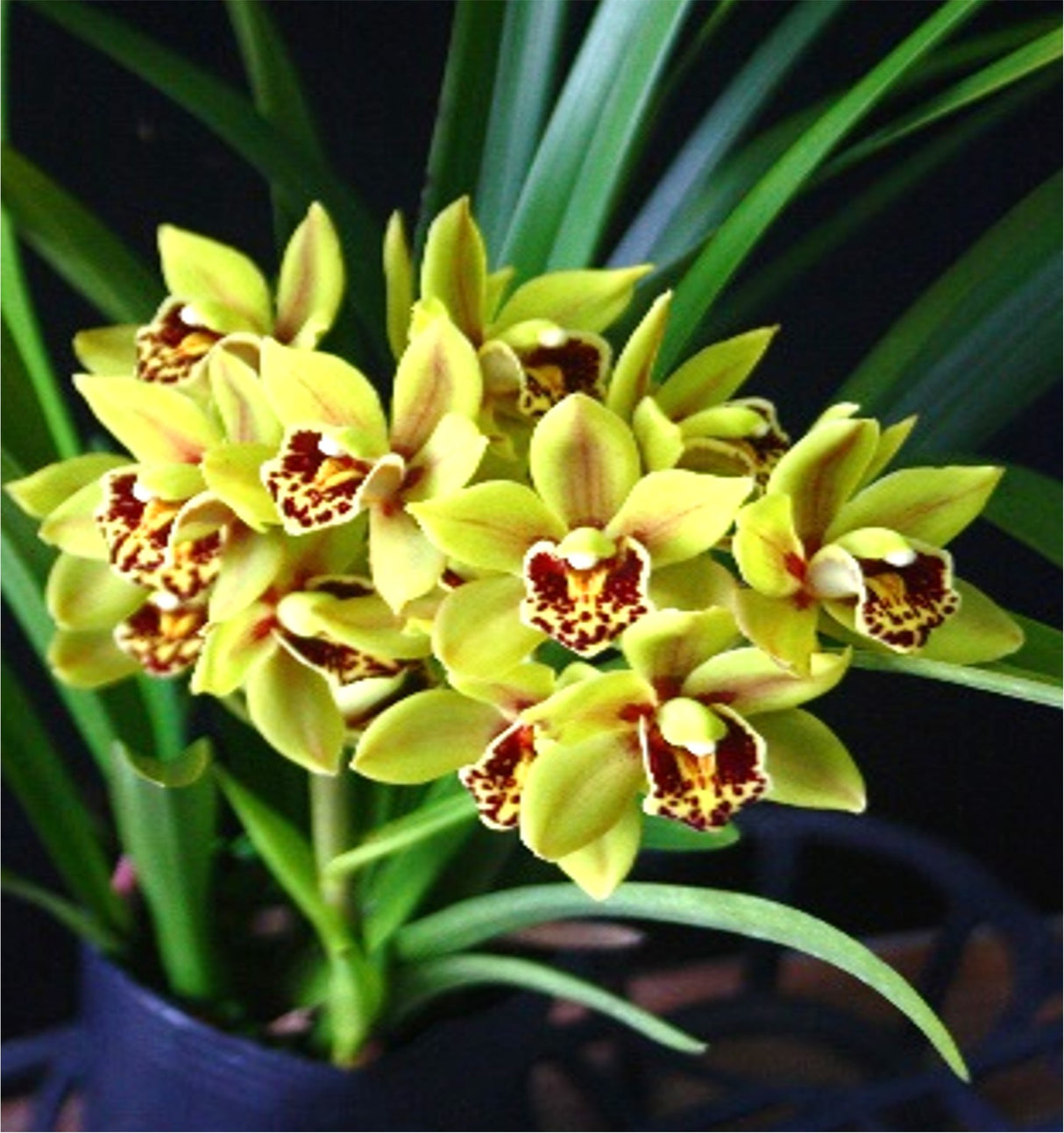 Cymbidium Eastern Wind 'Red Lip Emerald'