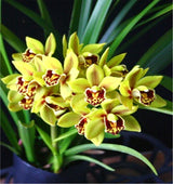 Cymbidium Eastern Wind 'Red Lip Emerald'
