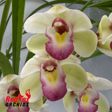 Cymbidium Great Flower x goeringii 'Chuen Huei'