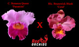 Cattleya Bonanza Queen 'Panamint' x Rlc. Brunswick Blush 'Coral'