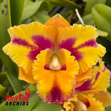 Rhyncholaeliocattleya Rungnapha Fancy #3 'Warm Welcome'